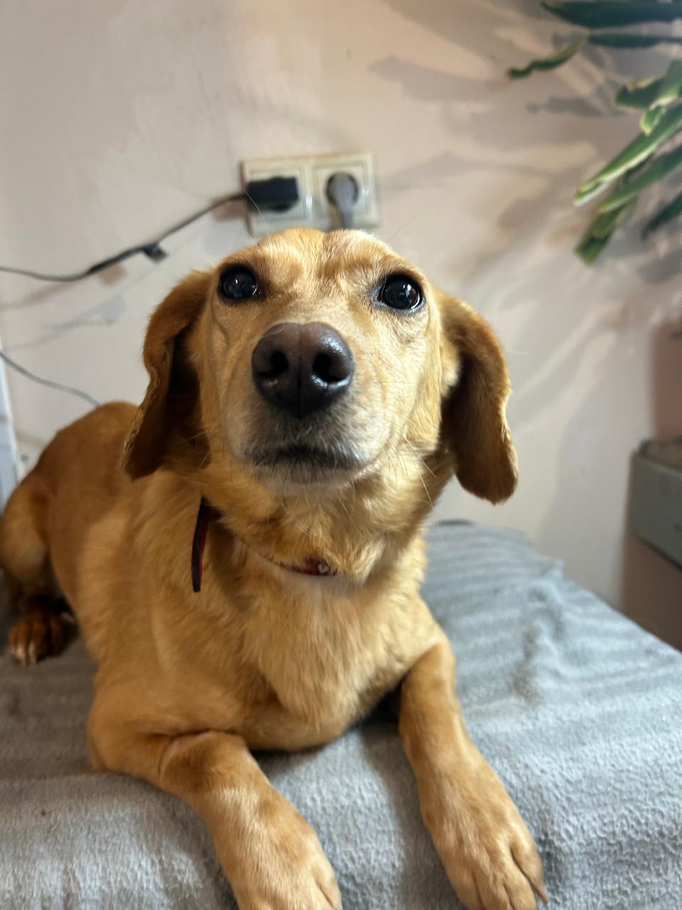 Chiens à adopter